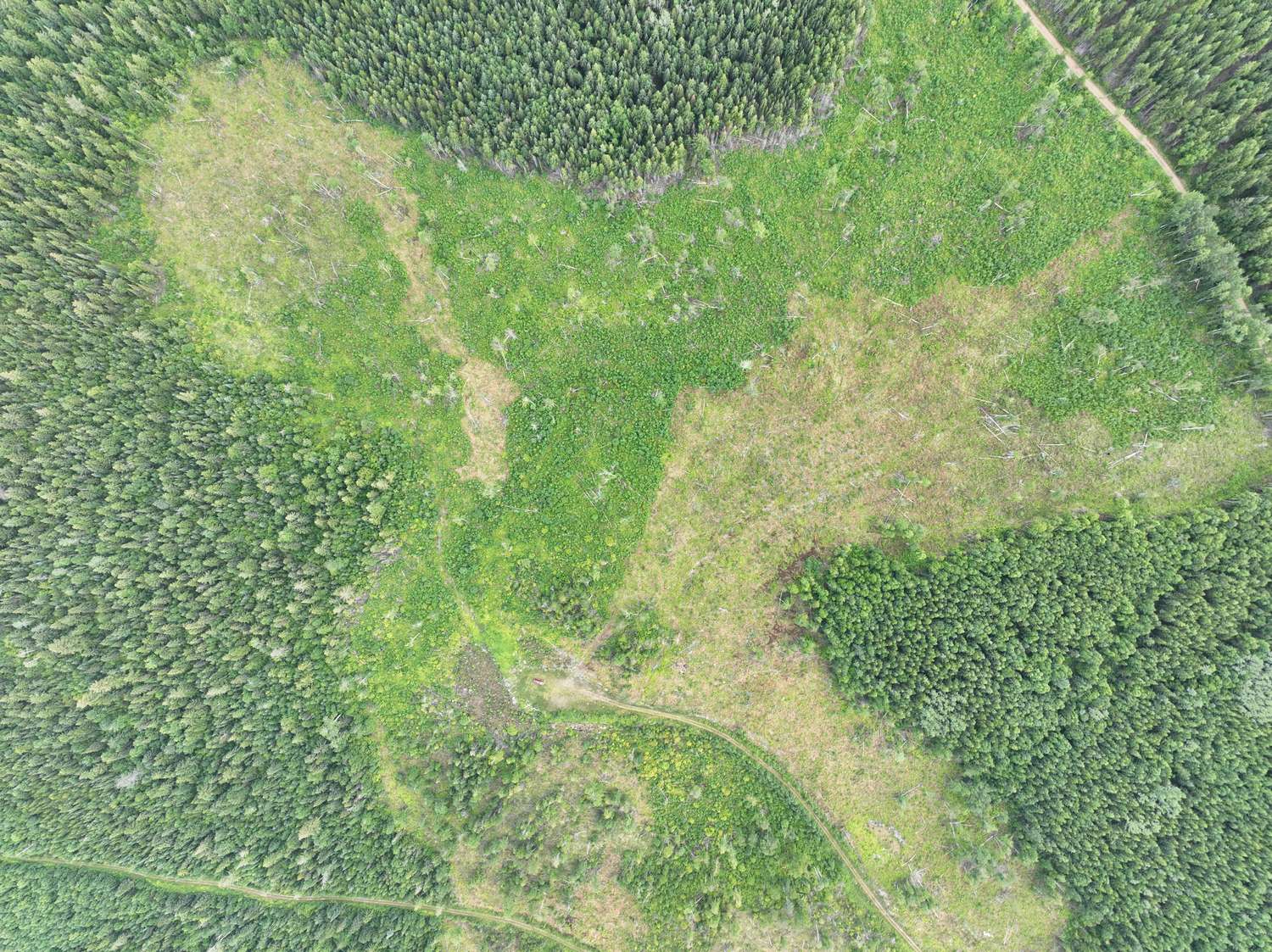 Aerial view of a block part way through stand tending, treated ground curing tan against untreated brush