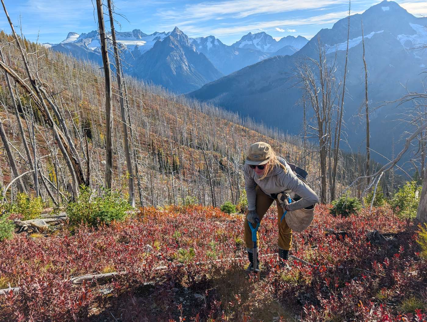 Free to Grow planter working a high-elevation block in autumn, glaciated peaks behind