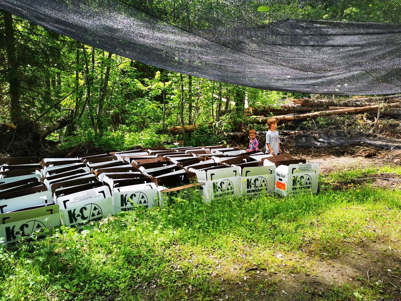 Shaded summer tree cache with seedling boxes under shade cloth