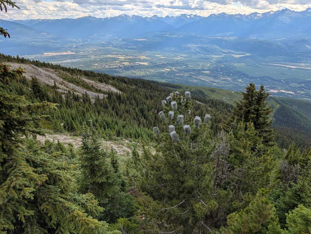 Mesh cone cages fitted to a high-elevation pine above a valley