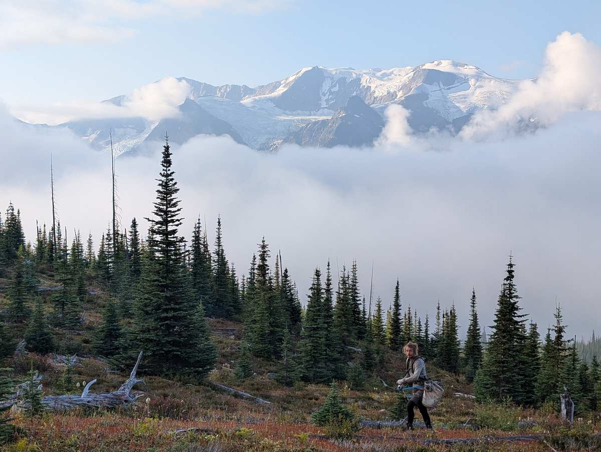 Planter working a high-elevation block with a glaciated peak above the cloud line