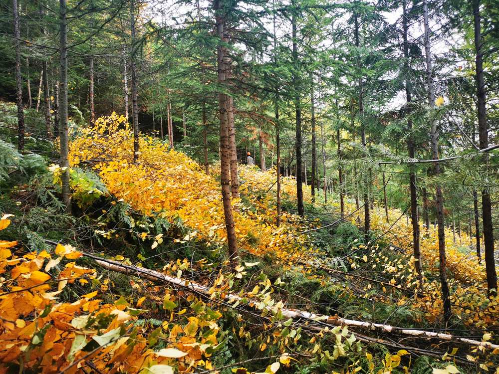 Crew member brushing in a mixed birch and spruce stand in autumn