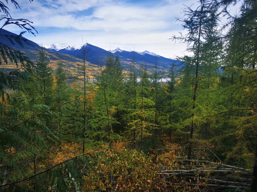 Young larch stand turning gold above a lake