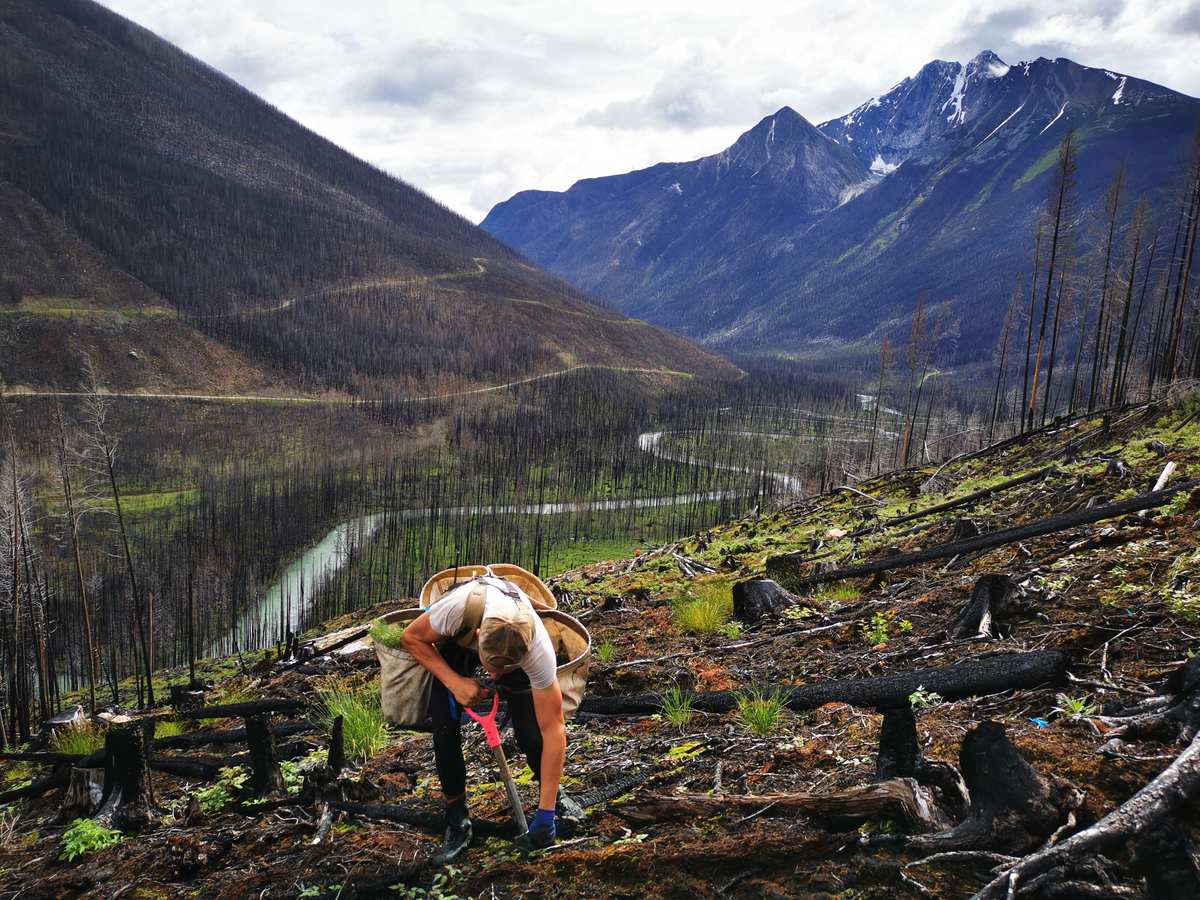 Planter working a fire salvage block above a river valley