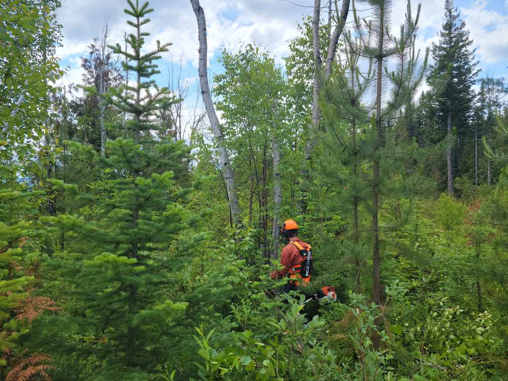 Crew member brushing dense regeneration with a clearing saw
