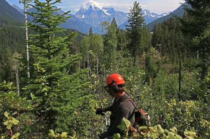 Crew member stand tending with Mount Robson behind