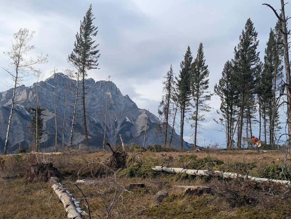 Planter working a block below a limestone mountain face in late season