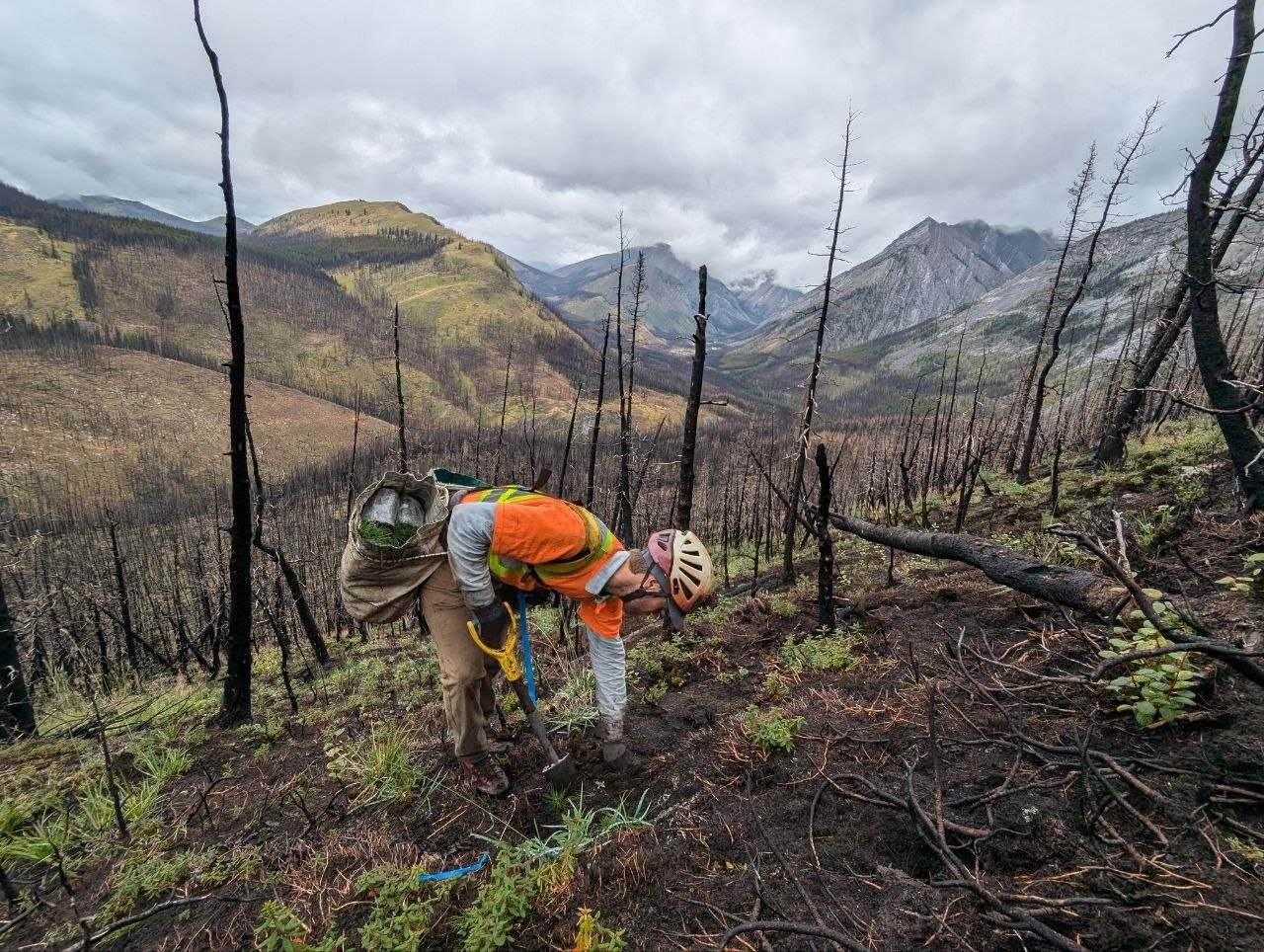 Free to Grow planter in helmet and high-visibility gear planting a fire salvage block above a mountain valley