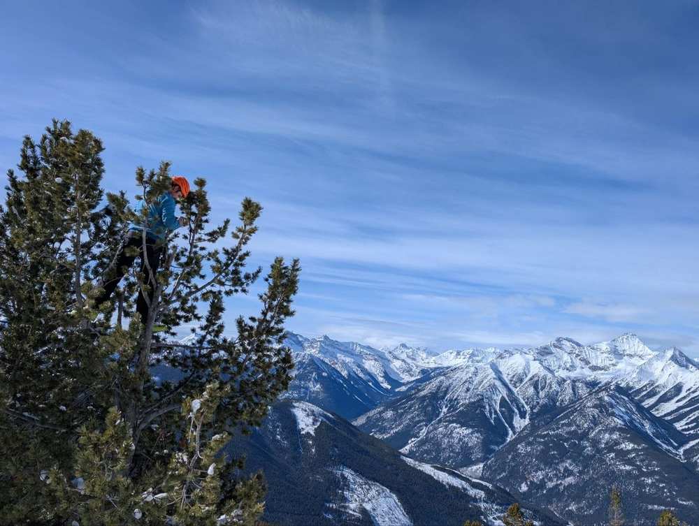 Climber collecting scion from a high-elevation pine above snow-covered mountains
